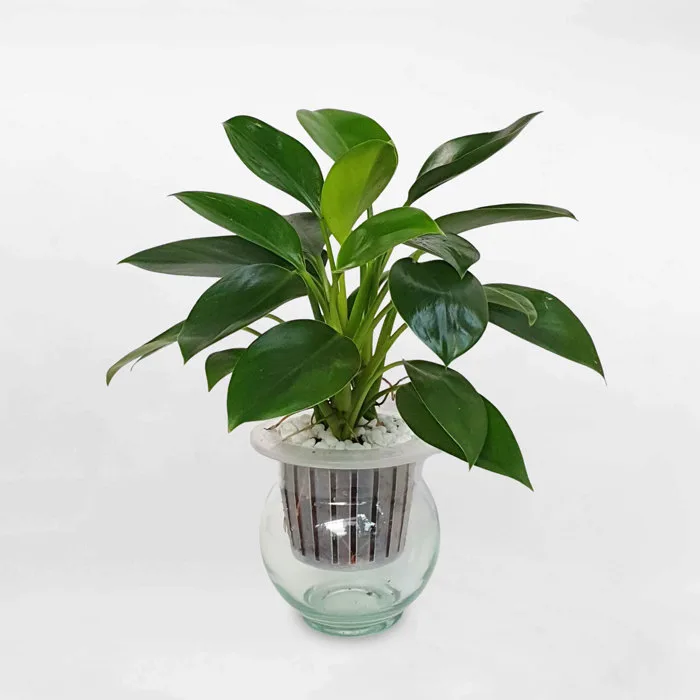 Cây Trầu Bà Đế Vương Xanh Thủy Sinh Để Bàn Dễ Sống