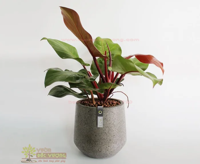 Cây trầu bà đế vương đỏ để bàn - Vườn Đức Vượng