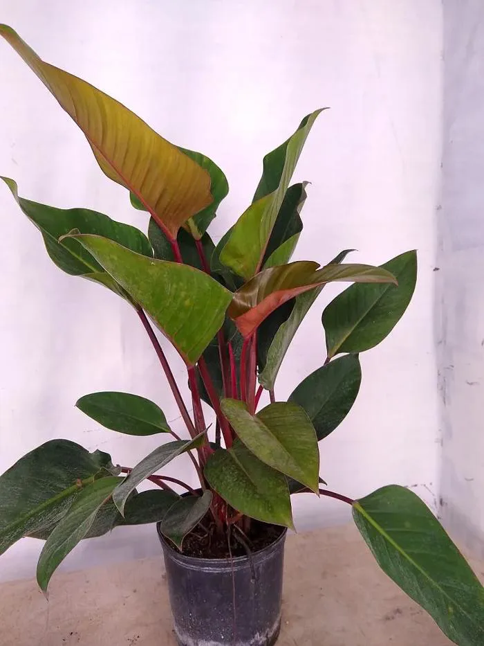 Cây trầu bà đế vương giá bao nhiêu? Trầu bà đế vương có độc không?