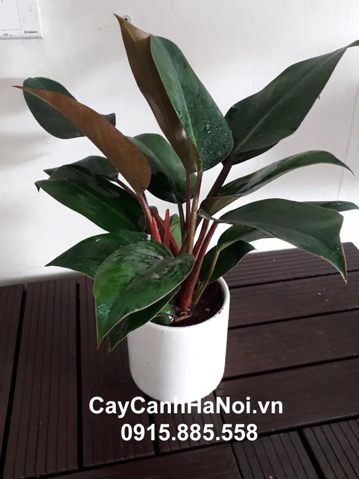 Cây Trầu Bà Đế Vương để Bàn