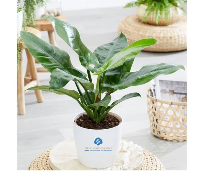 Trầu Bà Đế Vương - Ý Nghĩa Phong Thủy, Cách Chăm Sóc