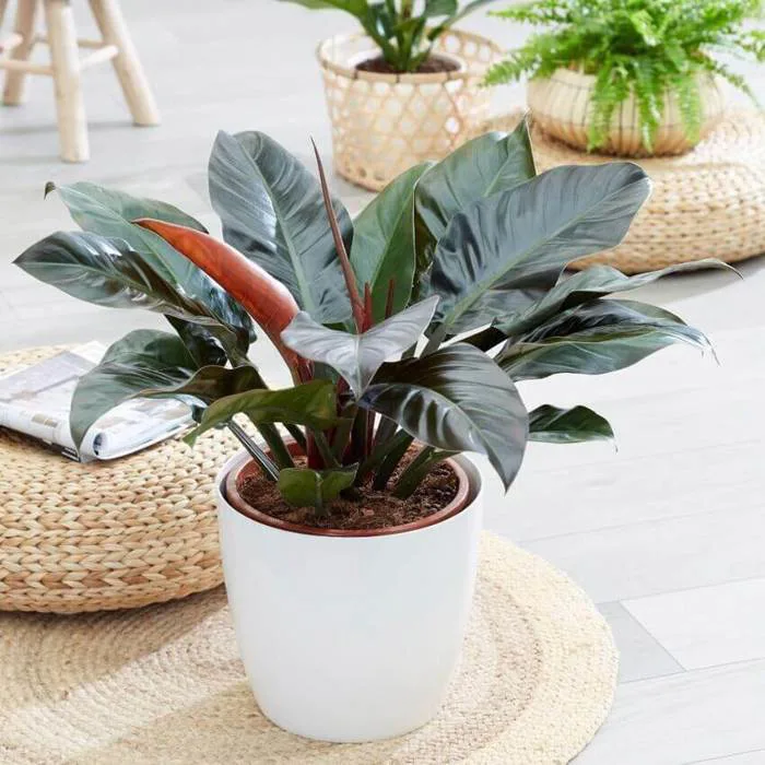 10+ Cây Trầu Bà Đế Vương để bàn hợp phong thuỷ hợp mệnh đẹp giá rẻ
