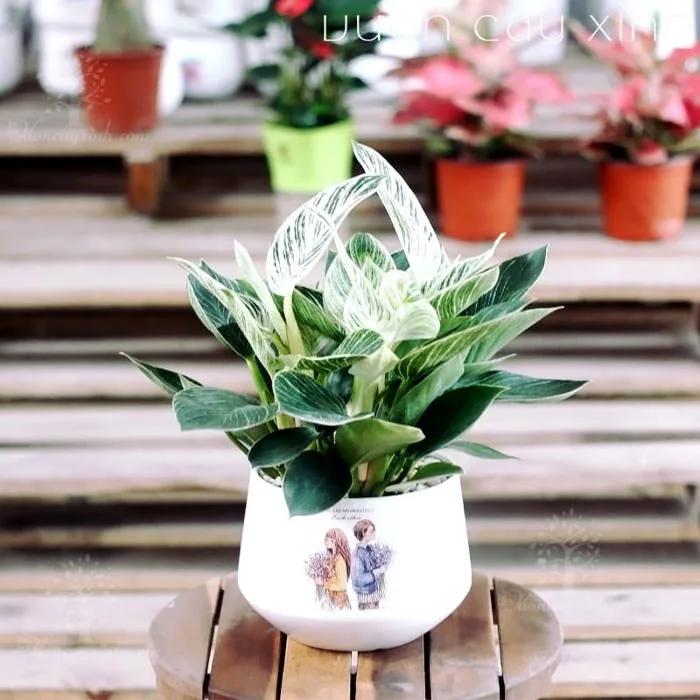 Cây trầu bà đế vương để bàn | Cây trầu bà kim cương