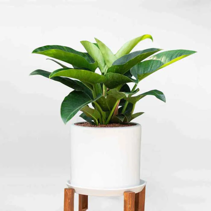 Cây Trầu Bà Đế Vương Xanh Để Bàn DVX002