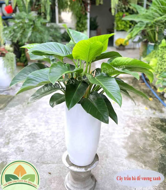 Cây trầu bà đế vương xanh - Thế giới cây cảnh sài gòn