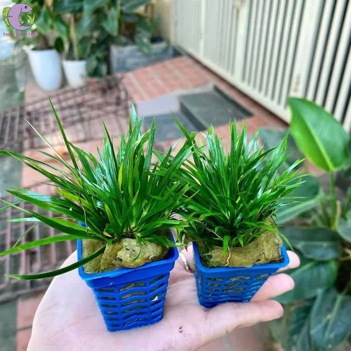 Thạch Xương Bồ - Rọ xanh | Thủy Sinh Tím