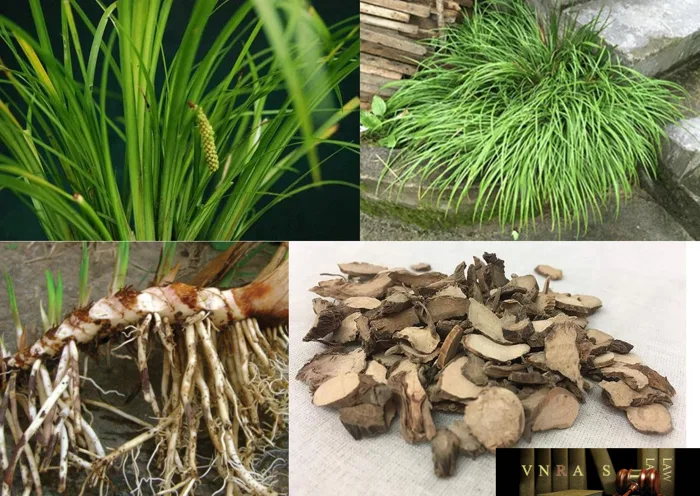 Cây Xương Bồ (Thạch Xương Bồ, Thủy Xương Bồ) – Những cây thuốc và vị thuốc  Việt Nam – Đỗ Tất Lợi - Vietnam Regulatory Affairs Society - Luật Dược Việt  Nam