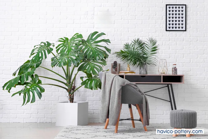 Chậu cây decor: Lợi ích, cách trang trí & mẫu đẹp nhất 2026 | Chậu  Composite Havico