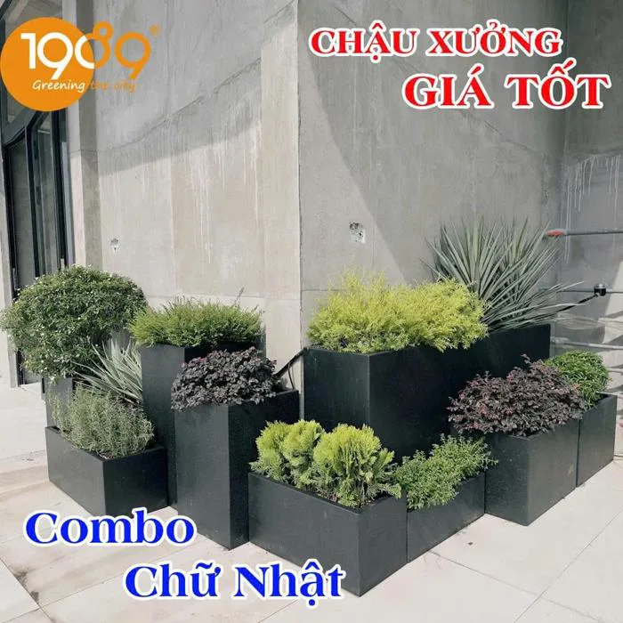 Chậu decor là gì