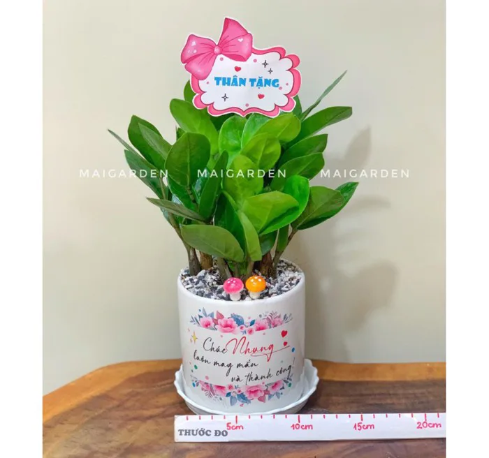CHẬU CÂY KIM TIỀN DECOR CHỮ TRÊN CHẬU THEO YÊU CẦU - KT235