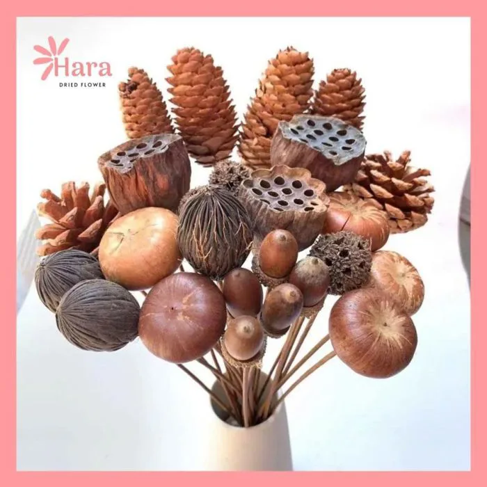 Quả Sồi Khô Trang Trí – Phụ Kiện Decor Tự Nhiên, Mộc Mạc